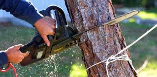 Best Lawn Mowing  in Yuba City, CA