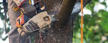 Best Tree Trimming and Pruning  in Yuba City, CA