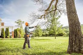 Best Tree Health Inspection  in Yuba City, CA