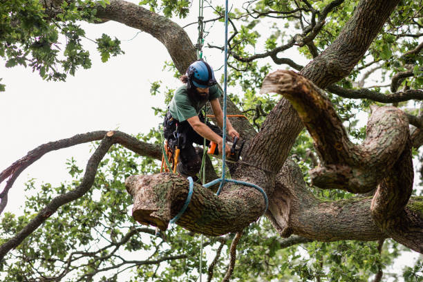 Best Tree Risk Assessment  in Yuba City, CA