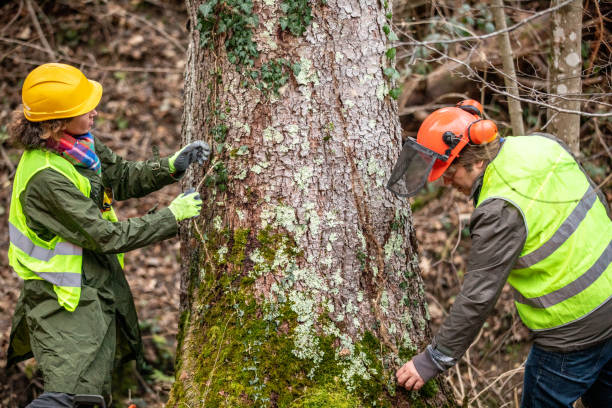 Best Seasonal Cleanup (Spring/Fall)  in Yuba City, CA
