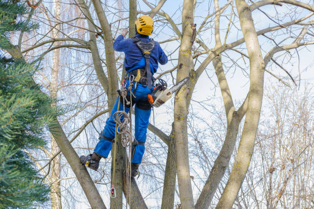 Best Tree Disease Treatment  in Yuba City, CA