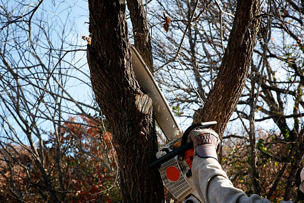 Best Lawn Disease Treatment  in Yuba City, CA