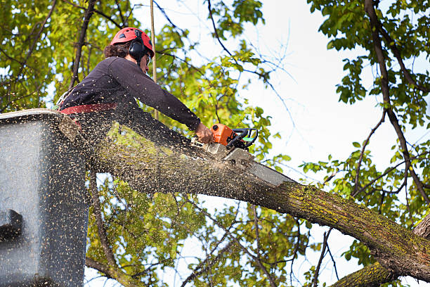 Best Aeration Services  in Yuba City, CA