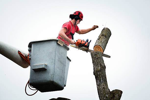 How Our Tree Care Process Works  in  Yuba City, CA