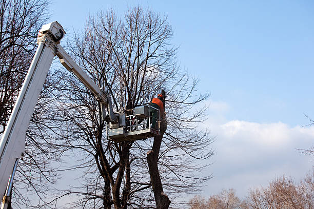 Reliable Yuba City, CA Tree Care Solutions