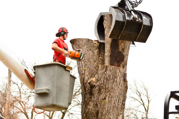 Leaf Removal in Yuba City, CA
